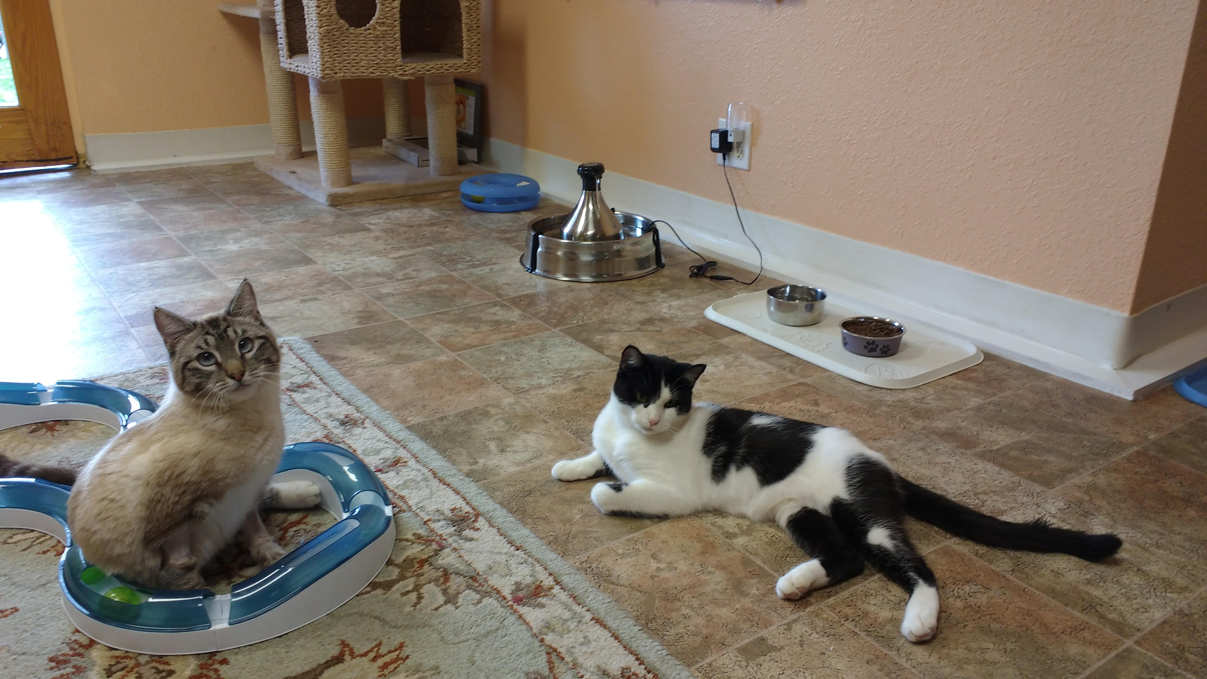 adoption centers 30 beautiful cat adoption center kittens wallpapers adoption centers 30 beautiful cat adoption center kittens wallpapers
